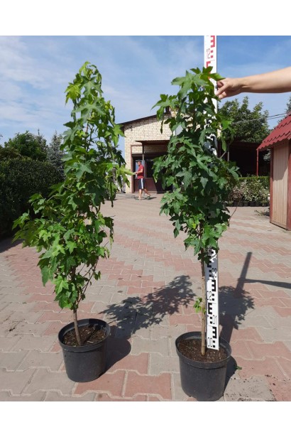 Ліквідамбар смолоносний - 5л/вис.100-110см/Ø30-40см